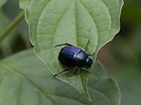 Kleiner Julikäfer